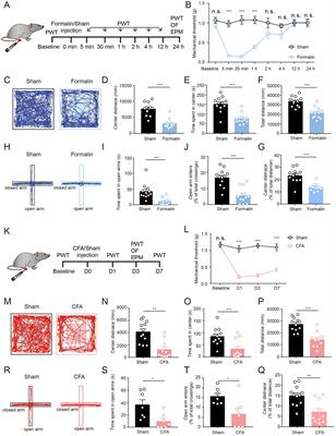 Differences in the neural basis and transcriptomic patterns in acute and persistent pain-related anxiety-like behaviors